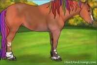 Horse Color:Painted White Spotted Bay Rabicano