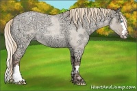 Horse Color:Gold Champagne Ice Roan Dun Splash Rabicano 