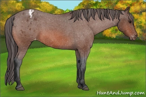 Horse Color:Bay Roan Appaloosa 