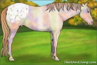 Horse Color:Nacre Gold Champagne Dun Appaloosa