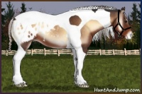 Horse Color:Silver Brown Onyx Tobiano Appaloosa 