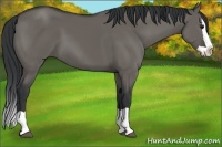 Horse Color:Grullo Splash 
