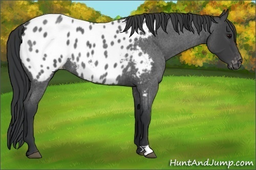 Horse Color:Blue Roan Near Leopard 