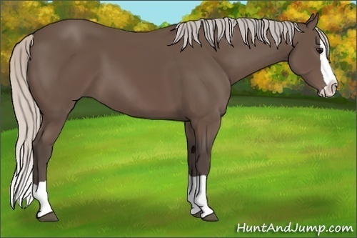 Horse Color:Silver Black Splash 