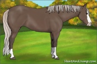 Horse Color:Silver Black Splash 