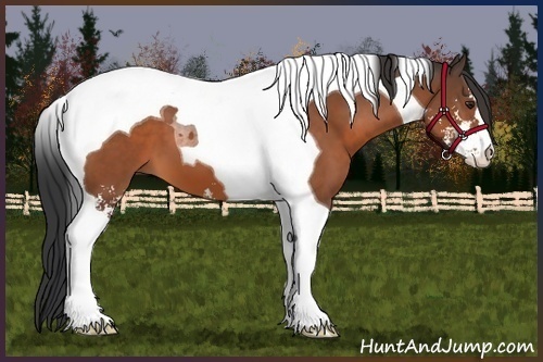 Horse Color:Brown Sabino Tobiano 