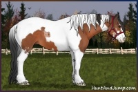 Horse Color:Brown Sabino Tobiano 