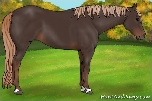 Horse Color:Liver Chestnut
