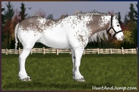 Horse Color:White Spotted Silver Black Sabino 