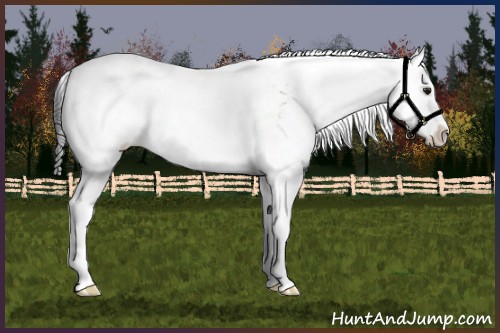 Horse Color:Brown Dun Sabino Rabicano 