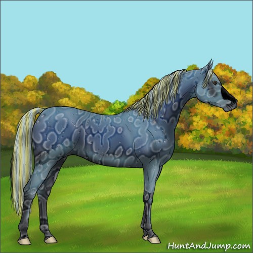 Horse Color:ERROR: UNKNOWN ANOMALY