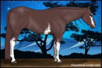 Horse Color:White Spotted Chocolate Black Sabino 
