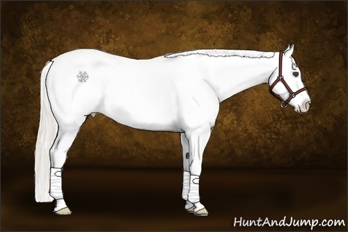 Horse Color:Palomino Ice Sabino Splash 