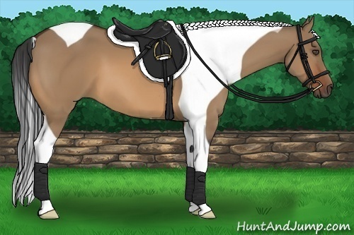 Horse Color:Bay Dun Tobiano 