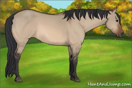Horse Color:Bay Dun 