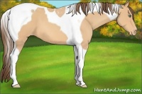 Horse Color:Amber Champagne Tobiano Appaloosa 