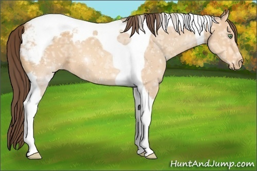 Horse Color:Amber Champagne Ice Tobiano Appaloosa 