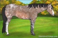 Horse Color:Bay Ice Appaloosa