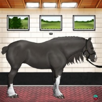 Horse Color:Smoky Black 