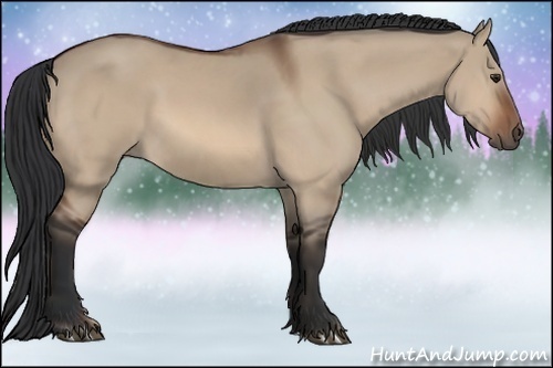 Horse Color:Bay Dun 