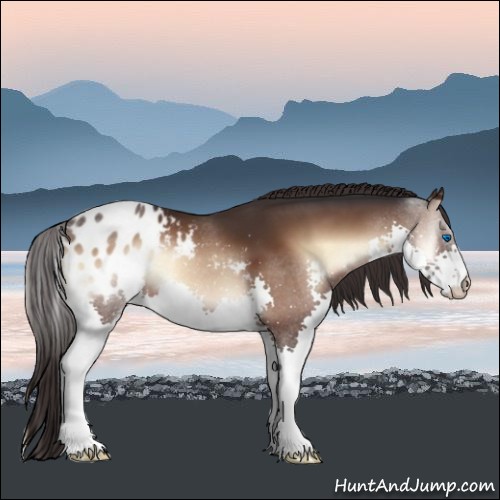 Horse Color:Bay Onyx Splash Blanket