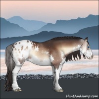 Horse Color:Bay Onyx Splash Appaloosa 