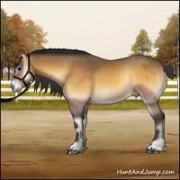 Horse Color:Buckskin Onyx 