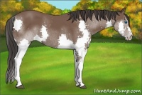 Horse Color:Bay Splash
