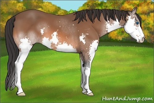 Horse Color:Bay Splash 