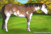 Horse Color:Bay Splash 