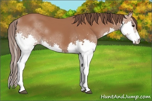 Horse Color:Bay Splash Appaloosa