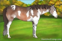 Horse Color:Bay Splash Appaloosa