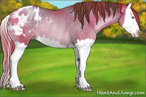Horse Color:Chocolate Buckskin Pearl Splash Appaloosa Rabicano 