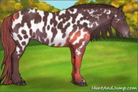 Horse Color:Chocolate Smoky Black Near Leopard Rabicano 