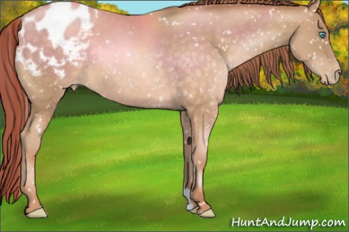 Horse Color:Buckskin Pearl Blanket Rabicano 