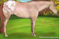 Horse Color:Buckskin Pearl Blanket Rabicano 