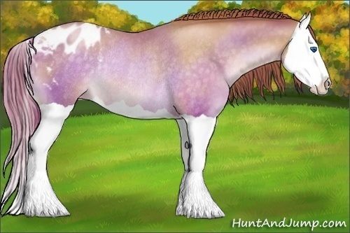 Horse Color:Chocolate Buckskin Pearl Splash Blanket Rabicano 