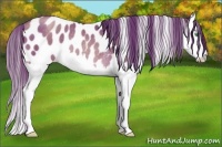 Horse Color:Black Pearl Splash Appaloosa Rabicano 