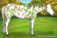 Horse Color:Brown Pearl Splash Near Leopard Rabicano