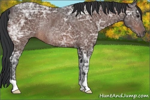 Horse Color:Brown Ice Rabicano