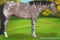 Horse Color:Brown Ice Rabicano 