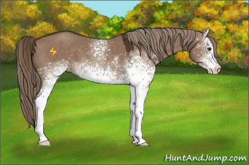 Horse Color:White Spotted Liver Red Dun