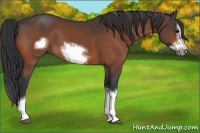 Horse Color:Bay Splash Frame
