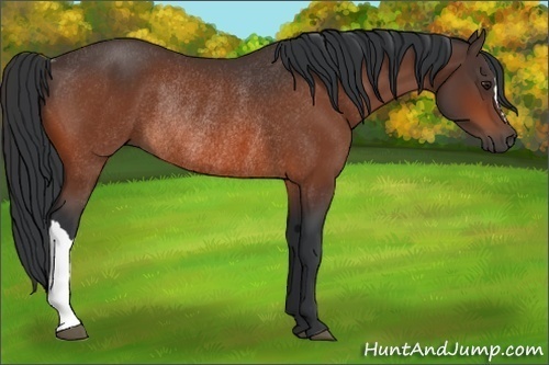 Horse Color:Bay Rabicano