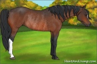 Horse Color:Bay Rabicano 