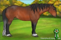 Horse Color:Brown Rabicano