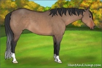 Horse Color:Brown Dun 