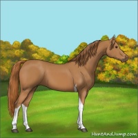 Horse Color:Chestnut Tobiano 