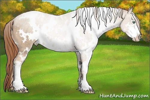 Horse Color:White Spotted Smoky Black Pearl Sabino