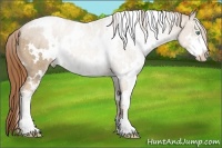 Horse Color:White Spotted Smoky Black Pearl Sabino 